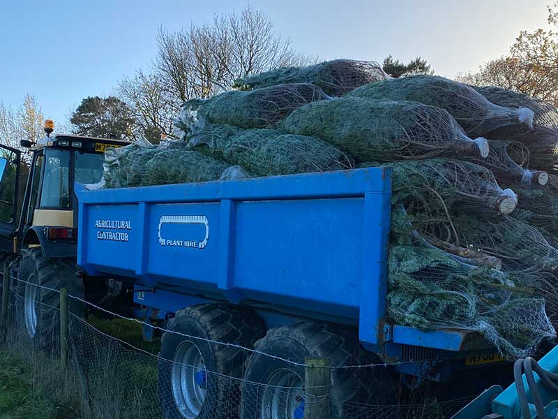 Christmas tree farming challenges - weather and seasonal demands